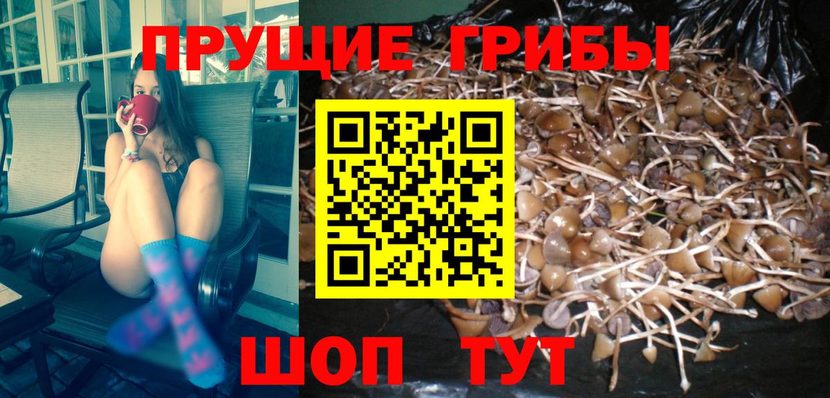 дарнет шоп  Галлюциногенные грибы мухоморы  Альметьевск  Галлюциногенные грибы Cubensis 